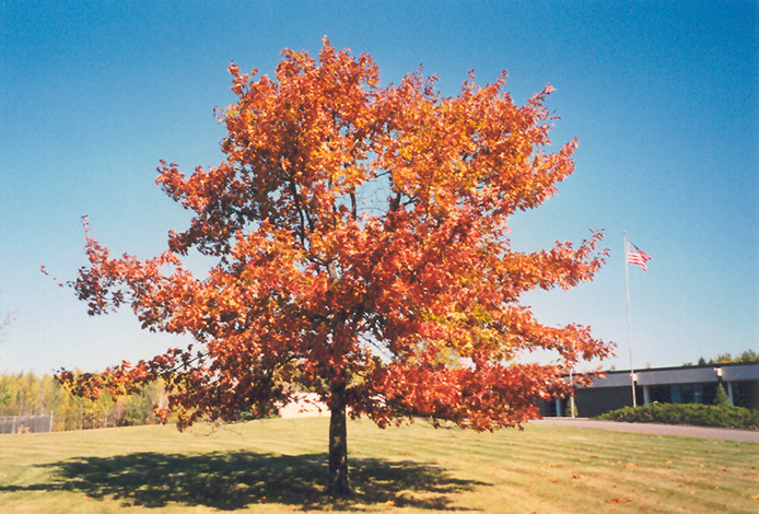 Red Oak (Quercus rubra) in Edmonton Spruce Grove Leduc St ...