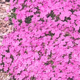Plant Photo 7