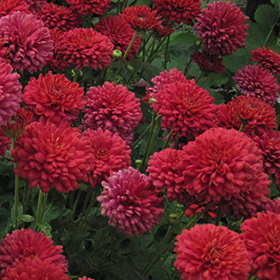 Plant Photo 4