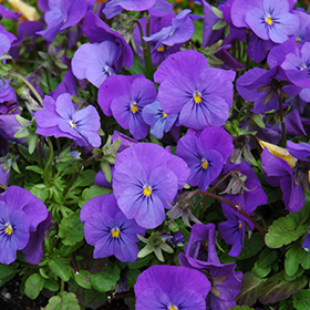 Plant Photo 10