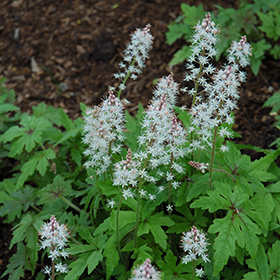 Plant Photo 10