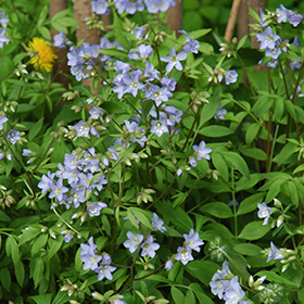 Plant Photo 4