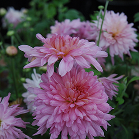 Plant Photo 3