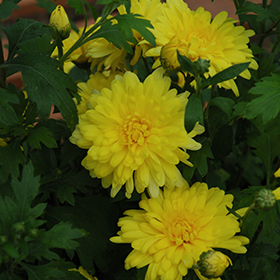 Plant Photo 2