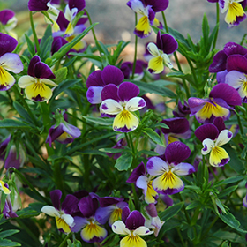 Plant Photo 8
