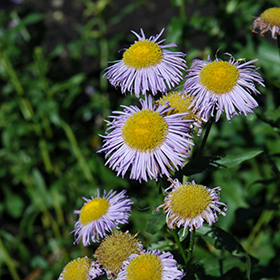 Plant Photo 6