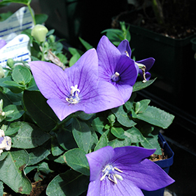 Plant Photo 10