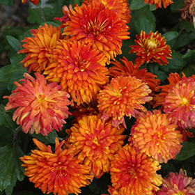 Plant Photo 4