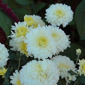 Plant Photo 1