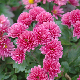 Plant Photo 5