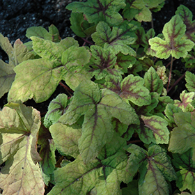 Plant Photo 9