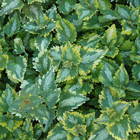 Plant Photo 2