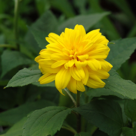 Plant Photo 4