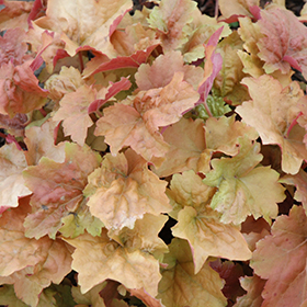 Plant Photo 3