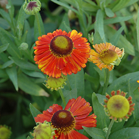 Plant Photo 3
