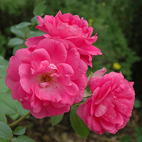 Morden Blush Rose – Creekside Home and Garden