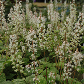 Plant Photo 1