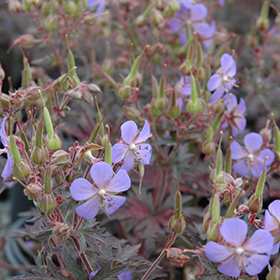 Plant Photo 1