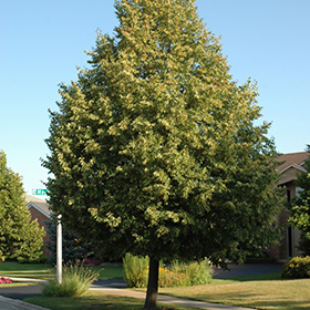Plant Photo 2