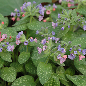 Plant Photo 10