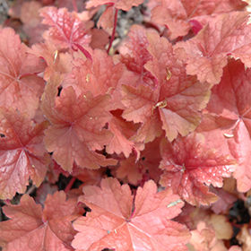 Plant Photo 10