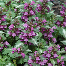 Plant Photo 1