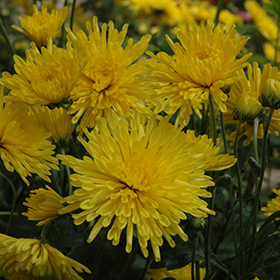 Plant Photo 7