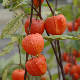 Plant Photo 5