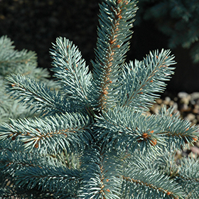 Baby Blue Blue Spruce (Picea pungens 'Baby Blue') in Edmonton St Albert  Sherwood Park Stony Plain Alberta AB at Millcreek Nursery Ltd