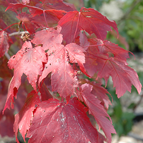 Plant Photo 3