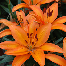 Plant Photo 5