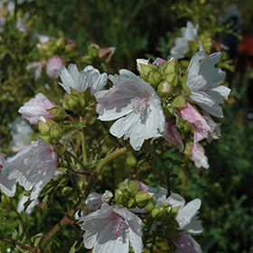 Plant Photo 9