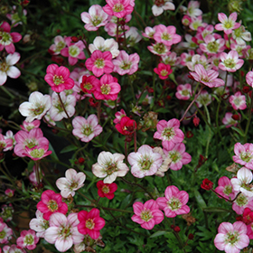 Plant Photo 2