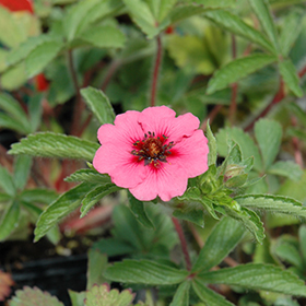Plant Photo 2