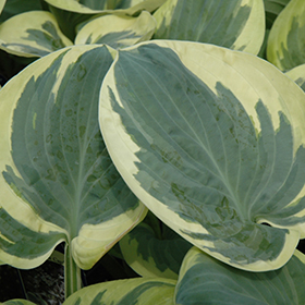 Plant Photo 8