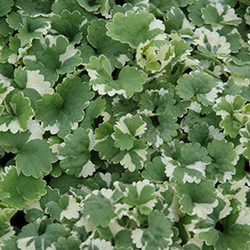 Plant Photo 2
