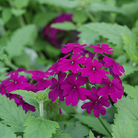 Plant Photo 8