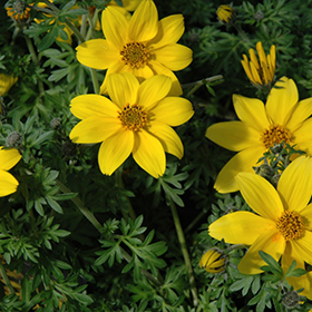 Plant Photo 6