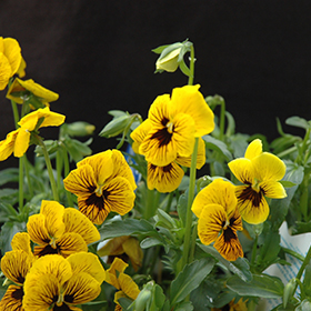 Plant Photo 4