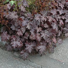 Plant Photo 2