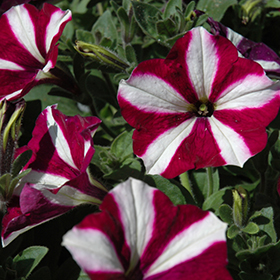 Plant Photo 8