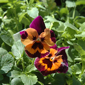 Plant Photo 6