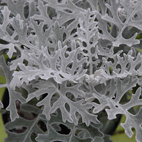 Plant Photo 10