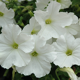 Plant Photo 8