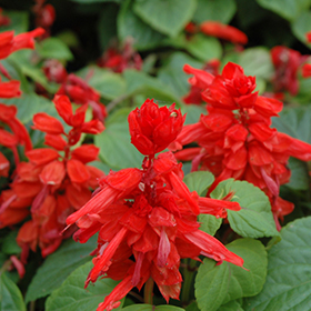 Plant Photo 6