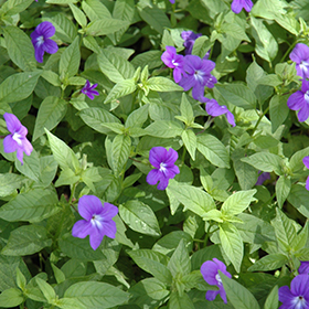 Plant Photo 3
