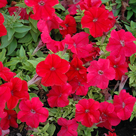 Plant Photo 3