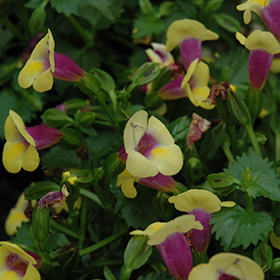 Plant Photo 3