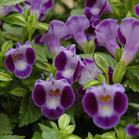 Plant Photo 10