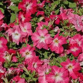 Plant Photo 2